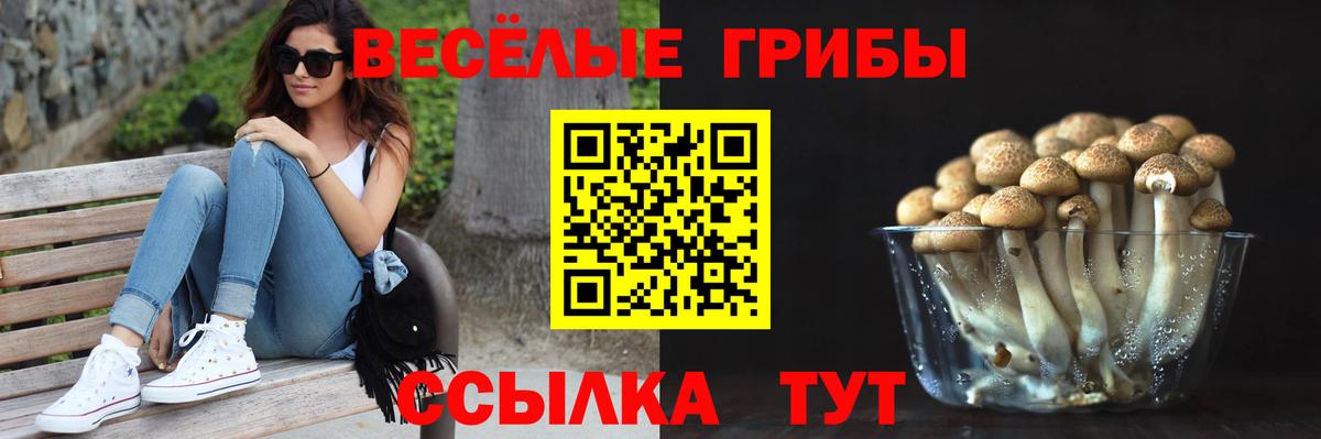Псилоцибиновые грибы Psilocybe  Вход с VPN  Мценск 